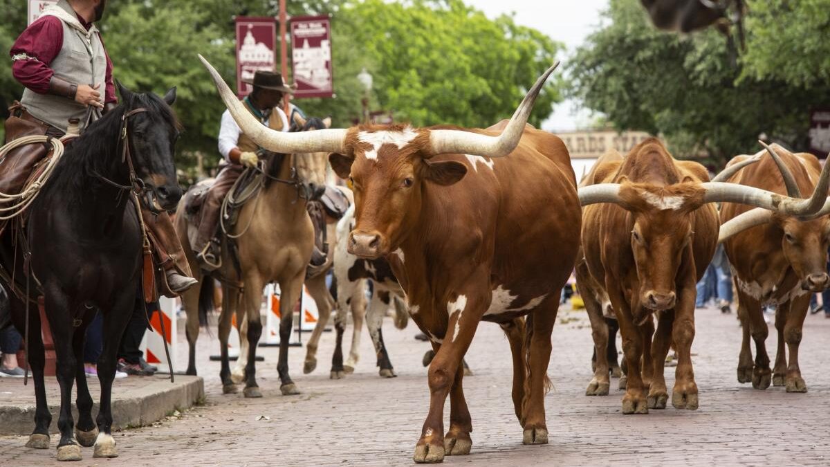 Fort Worth Herd Cattle Drive